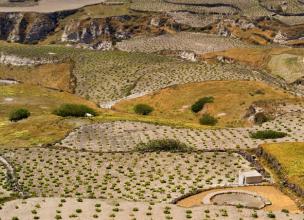 Santorini viniarts